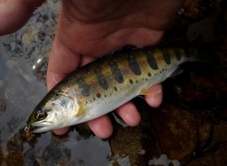 渓流ミノーイング